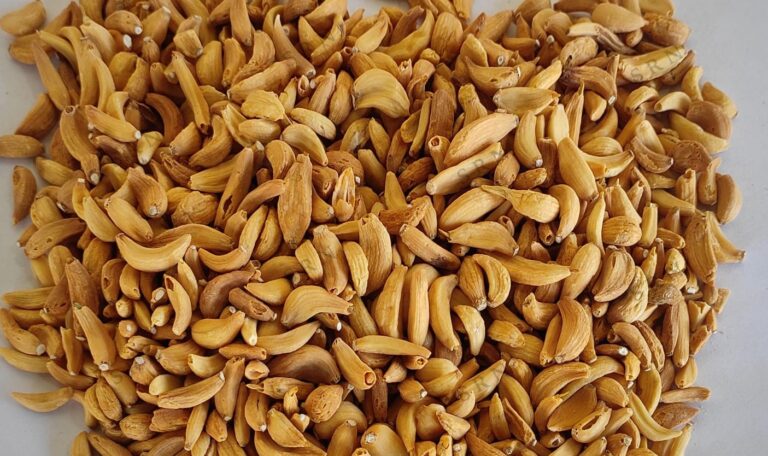 🥇 Premium Dehydrated Garlic Flakes